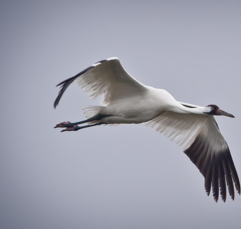 Obrázek epizody For the Birds