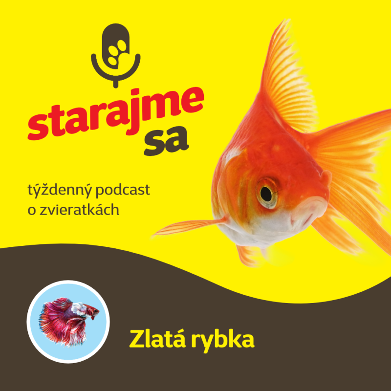 Obrázek epizody Akvaristika: Zlatá rybka