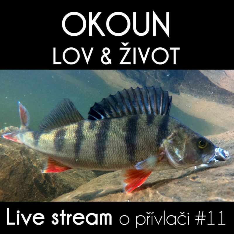 Obrázek epizody Přívlač Live #11 Jak ulovit okouna a jeho život