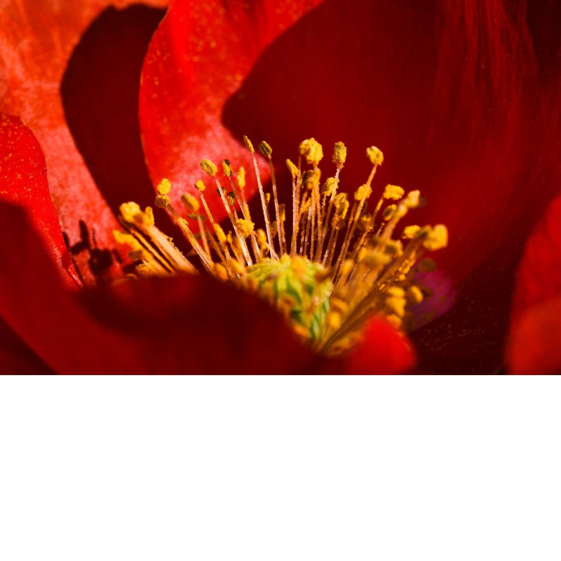 Obrázek epizody Dospívání