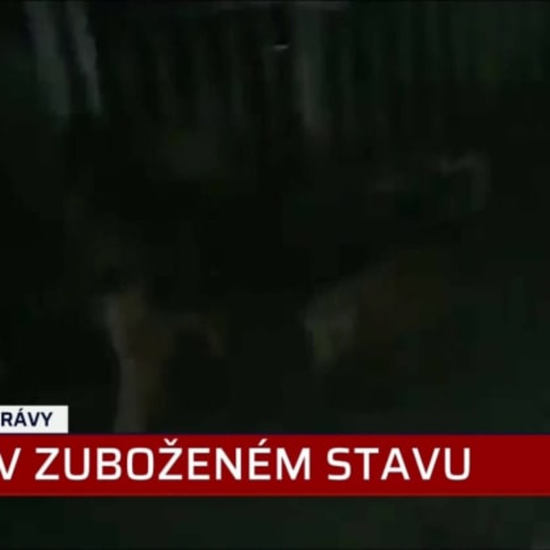 Obrázek epizody Týraní psi z Malesic