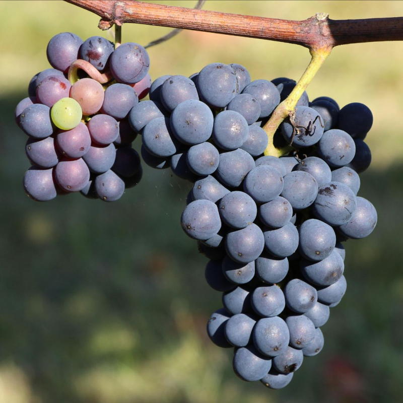 Obrázek epizody Kálebův pohled víry