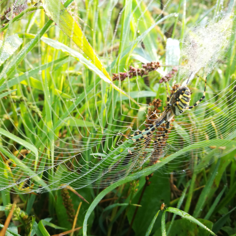 Obrázek epizody 06:: Pavučina úvah. Sebepřijetí. Vztahovačnost ve vztahu. Krásná. O potřebách. Koťátka. Ježatí psi.