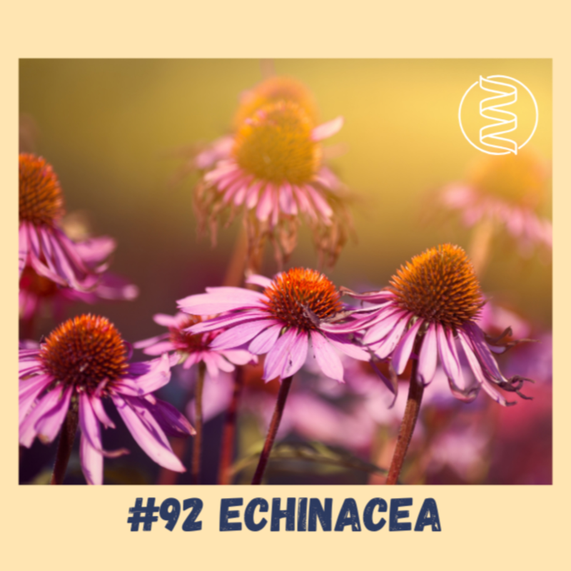 Obrázek epizody #92 ECHINACEA / chřipka, covid, nachlazení, viróza, imunita, protilátky, jak se rychle uzdravit, osteoporóza