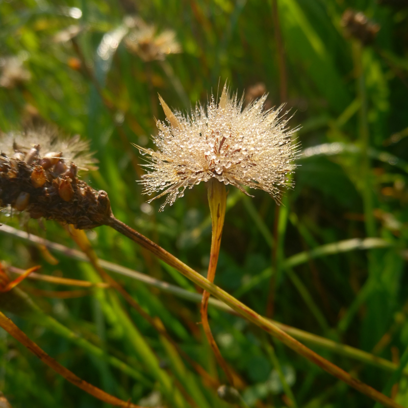 Obrázek epizody 05:: Za sluncem. Těžkej pes. Rosa. Kapesník příchutě granulí. Zahrádka.