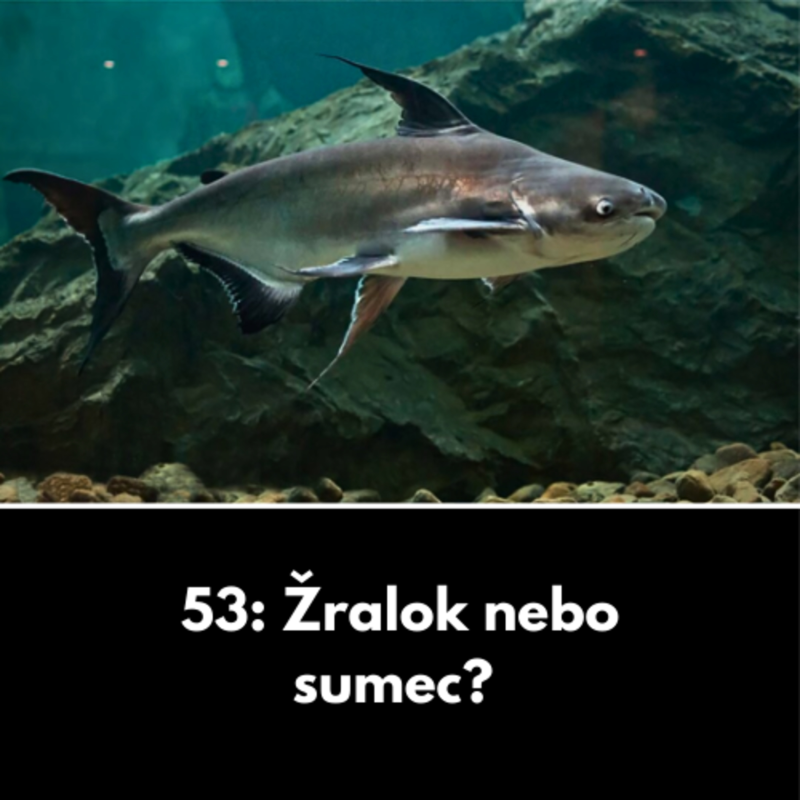 Obrázek epizody 53: Žralok nebo sumec?