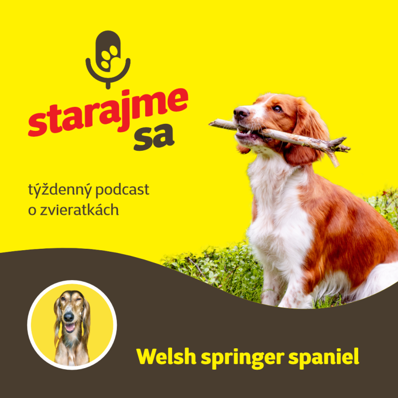 Obrázek epizody Psy: Welsh springer spaniel