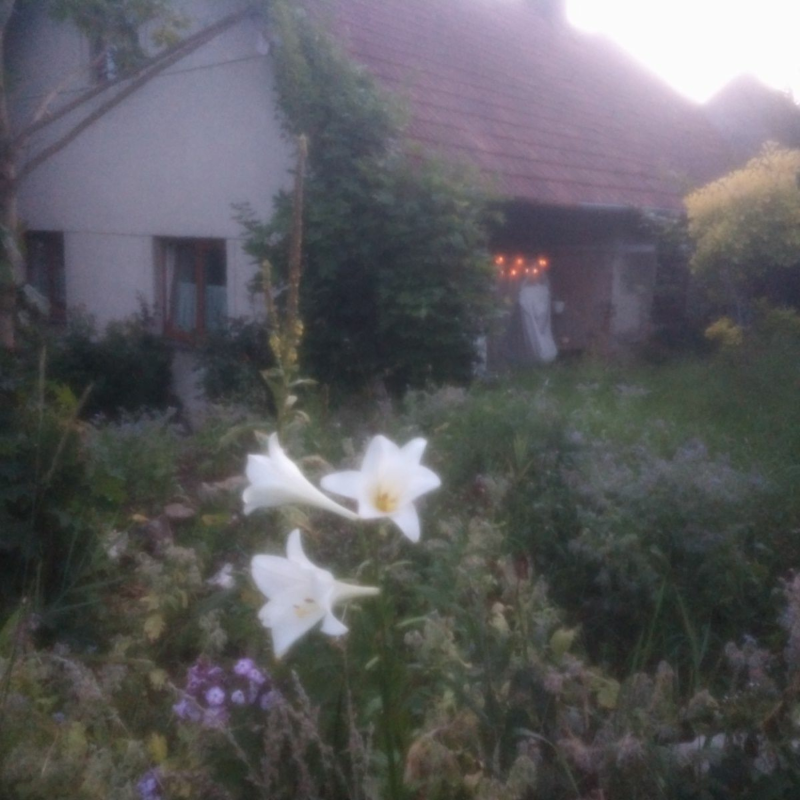 Obrázek epizody Lilie