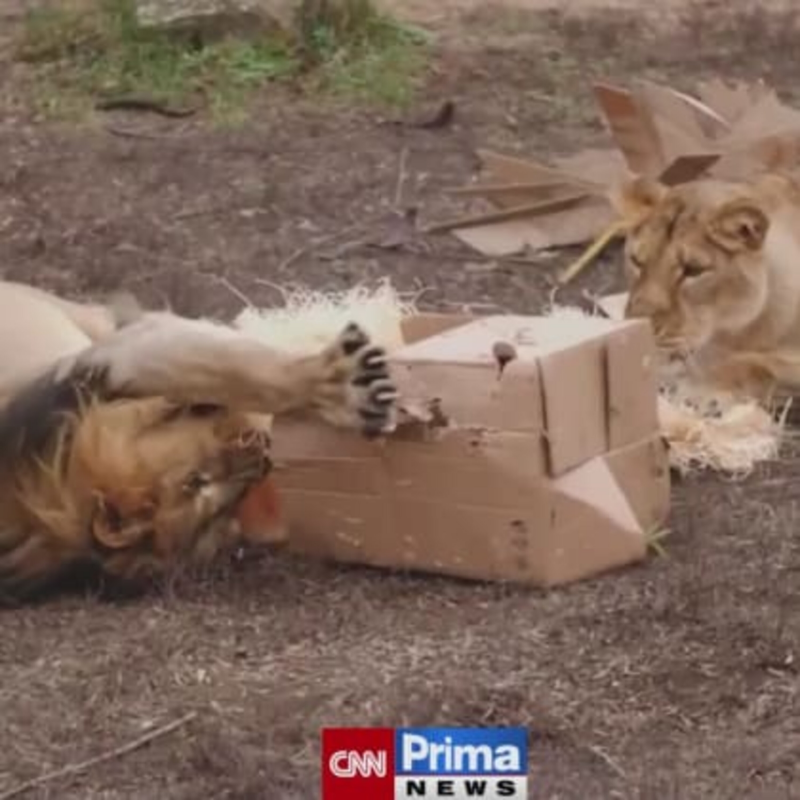 Obrázek epizody V Zoo Praha se covidem nakazilo dalších několik zvířat. Některá dostala ivermektin