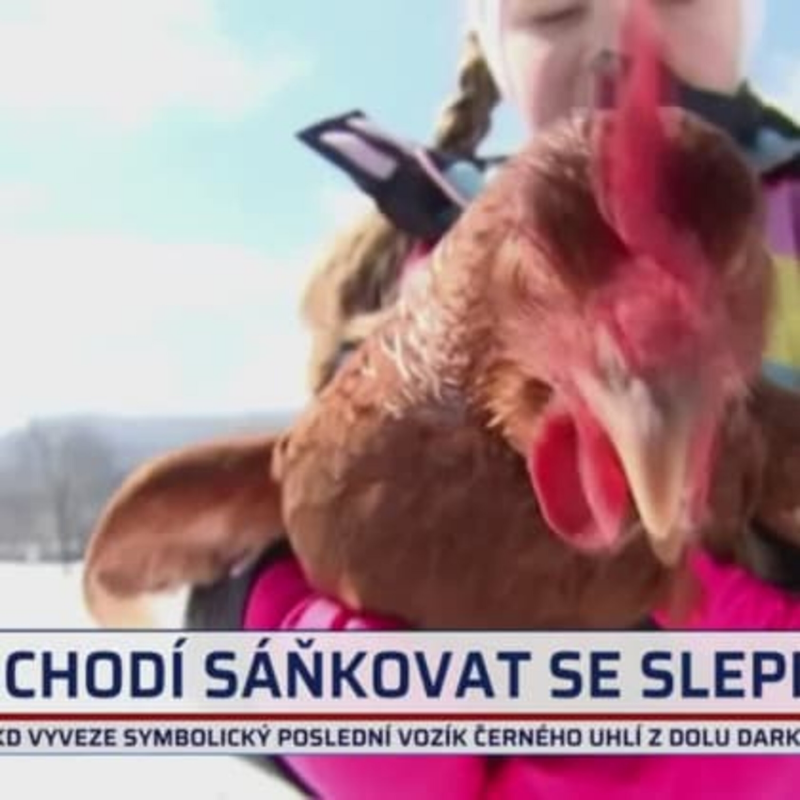 Obrázek epizody S dětmi v Tennessee sáňkuje slepice