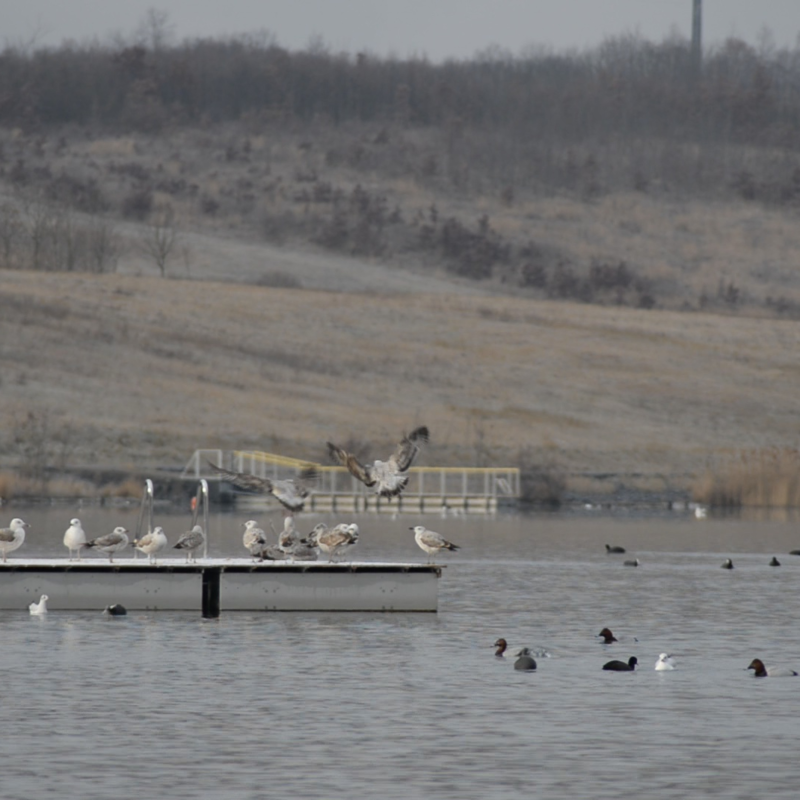 Obrázek epizody Kolik je ptáků na jezeře Most?