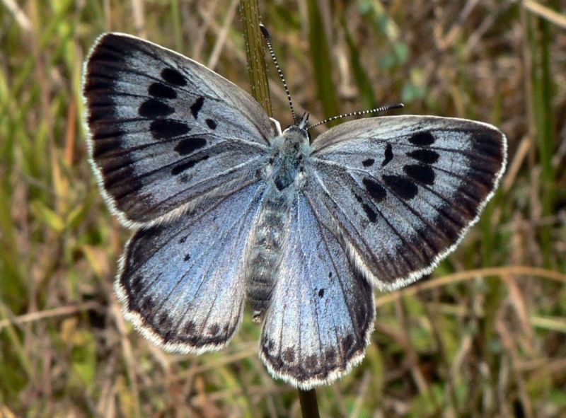 Obrázek epizody Valašské putování za modráskem