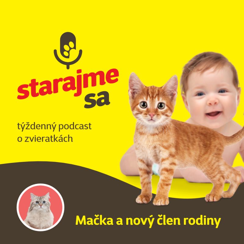 Obrázek epizody Mačky: mačka a nový člen rodiny