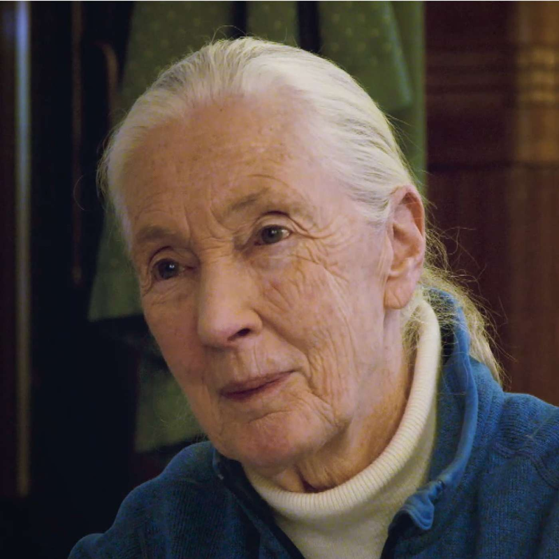 Obrázek epizody JANE GOODALL: "Nevím, jestli je naděje, ale přece nesložím ruce do klína!"