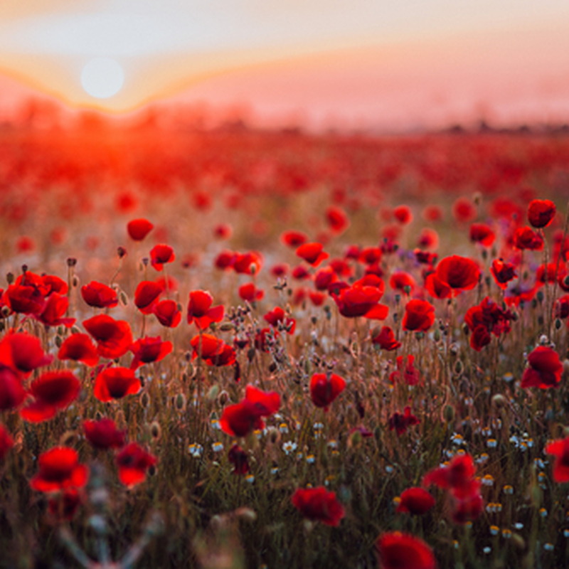 Obrázek epizody 11. listopadu: Den válečných veteránů