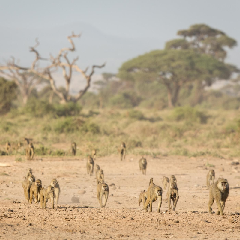 Obrázek epizody How to Win Friends and Influence Baboons
