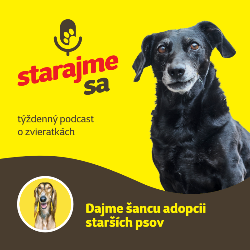 Obrázek epizody Psy: Dajme šancu adopcii starších psov