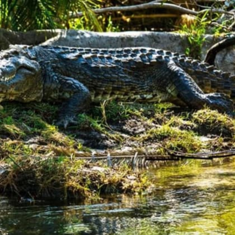 Obrázek epizody Srdcaři v Africe (5)