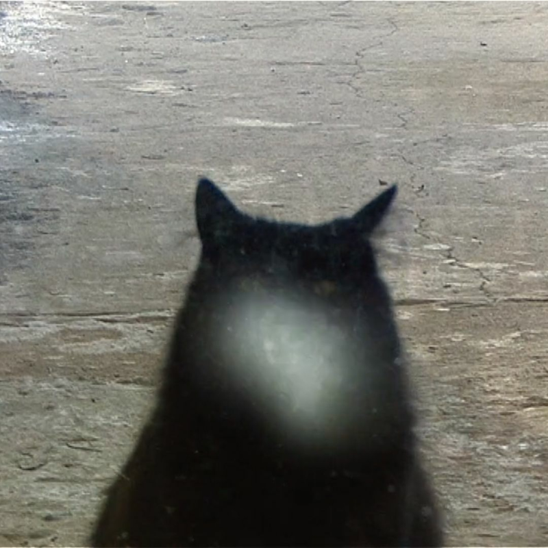 Obrázek epizody Fotograf Gallery - Malé dějiny fotopastí (Tereza Rudolf, Vojtěch Märc)