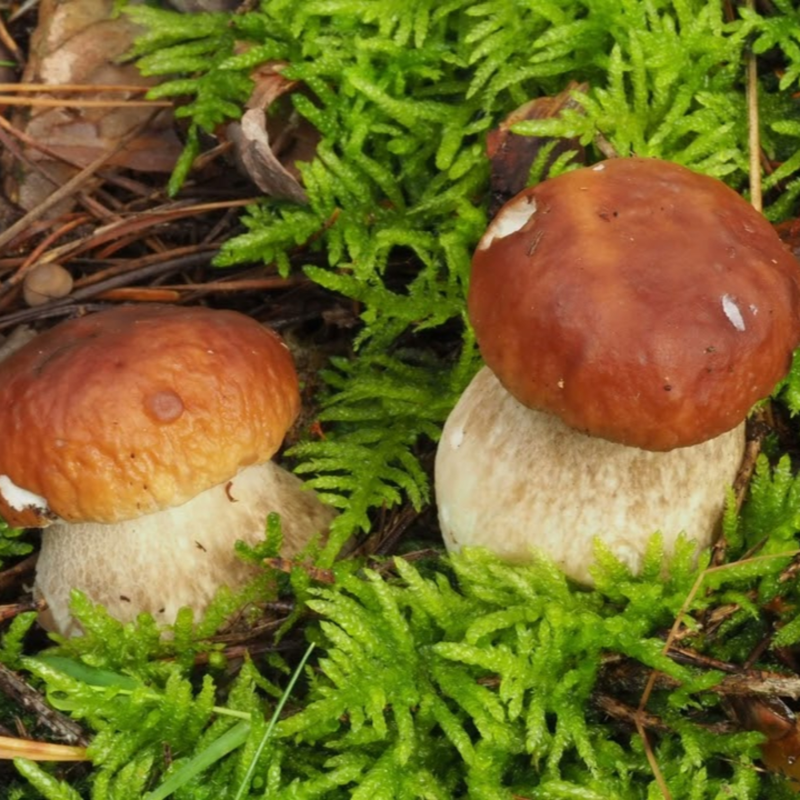 Obrázek epizody Spojujeme minulost s budoucností – s Hanou Ševčíkovou