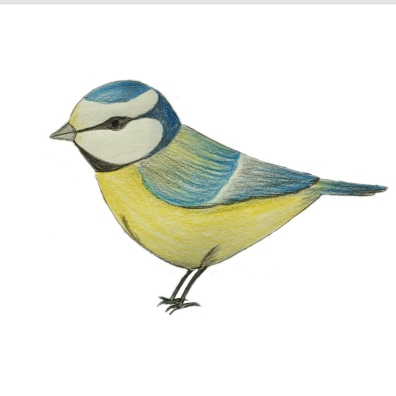 Obrázek epizody 13. Zraněná sýkorka