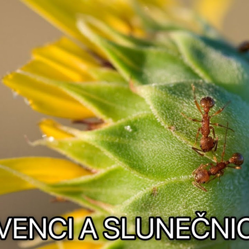 Obrázek epizody Svědectví z Kuřimské kauzy