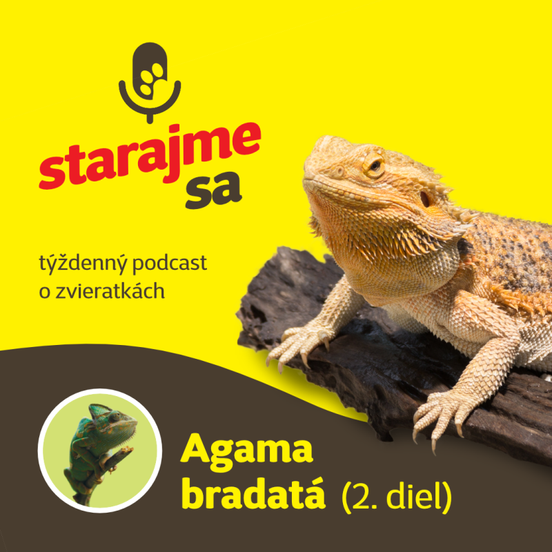 Obrázek epizody Teraristika: Agama bradatá - 2. časť
