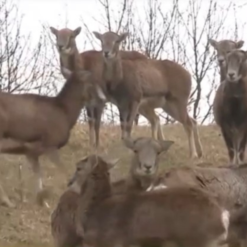 Obrázek epizody Vlci decimují stádo muflonů