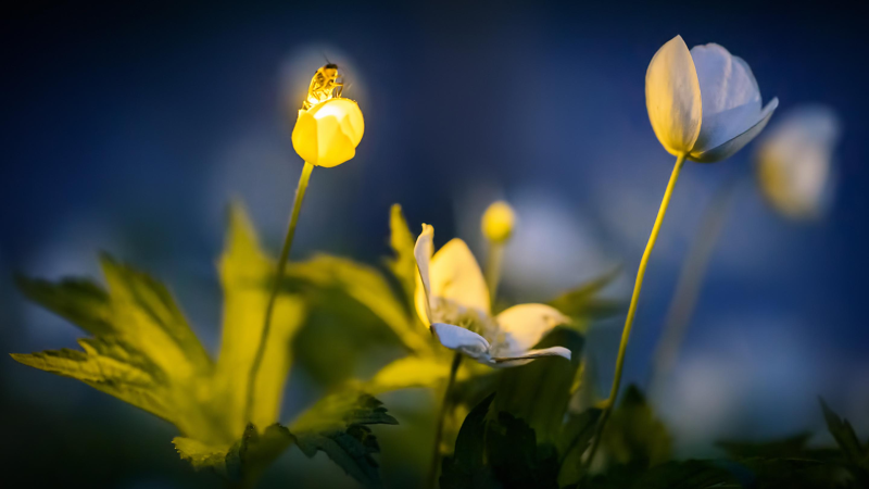 Obrázek epizody The luminous mystery of fireflies | Wan Faridah Akmal Jusoh