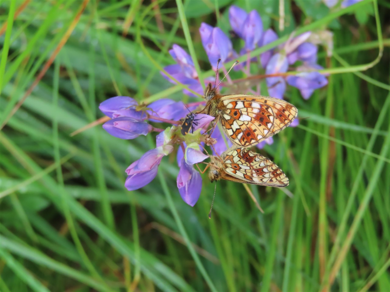 Obrázek epizody Trhala lupinu dynamitem