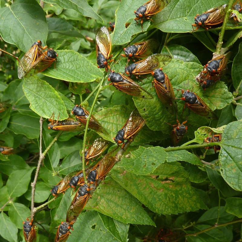 Obrázek epizody The Septendecennial Sing-Along