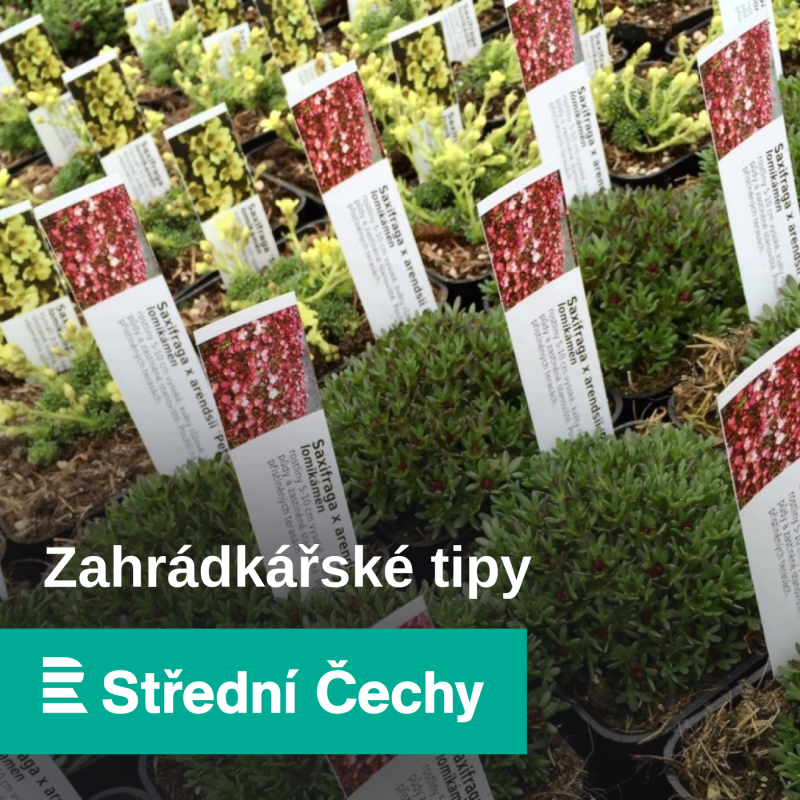 Obrázek epizody Mulčovacích materiálů je na výběr více. Použít můžeme i slámu, listí, štěpku, kamínky nebo karton
