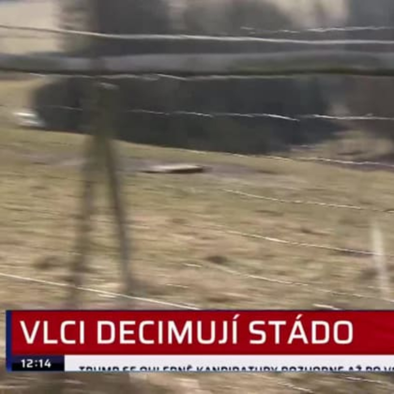 Obrázek epizody Vlci decimují stádo