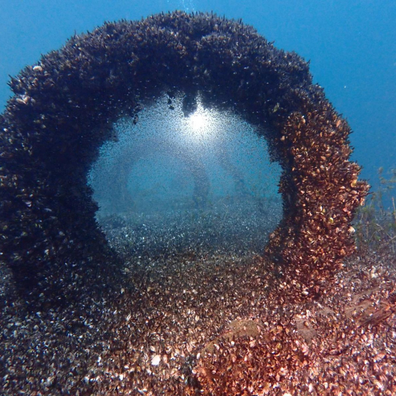 Obrázek epizody ‘Everything is quagga mussel now’: can invasive species be stopped?