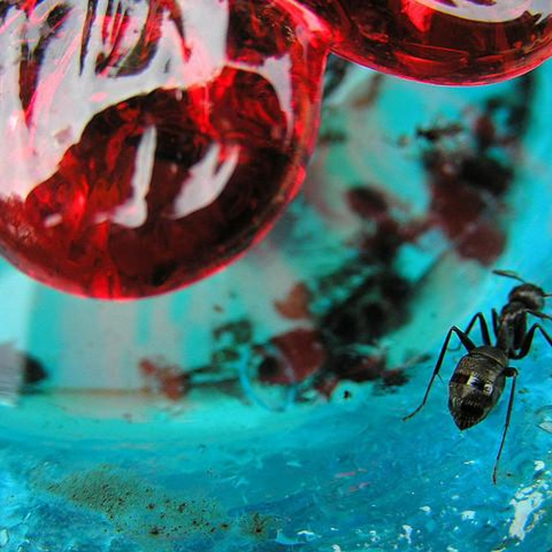 Obrázek epizody Chasing Bugs