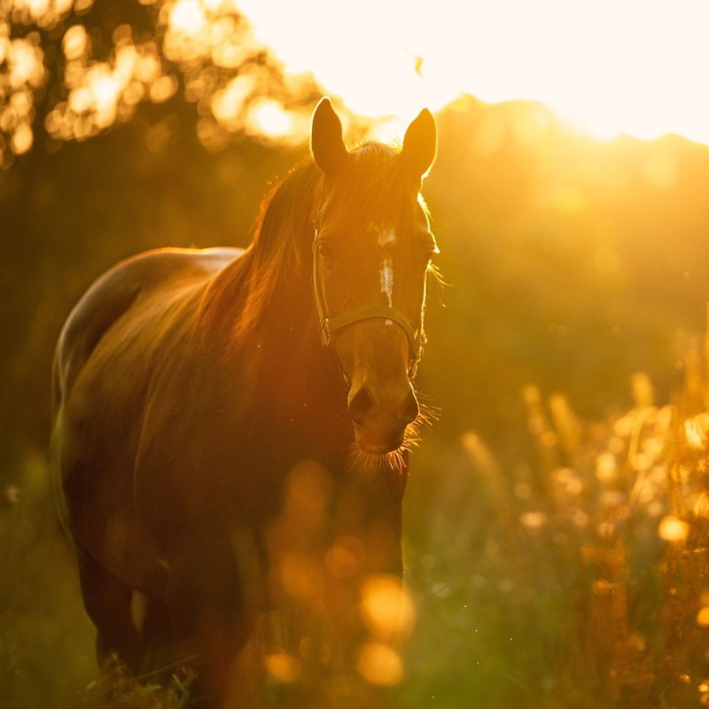 Obrázek epizody Zátiší 10/7/2024 Dalibor Dostál (Česká krajina)