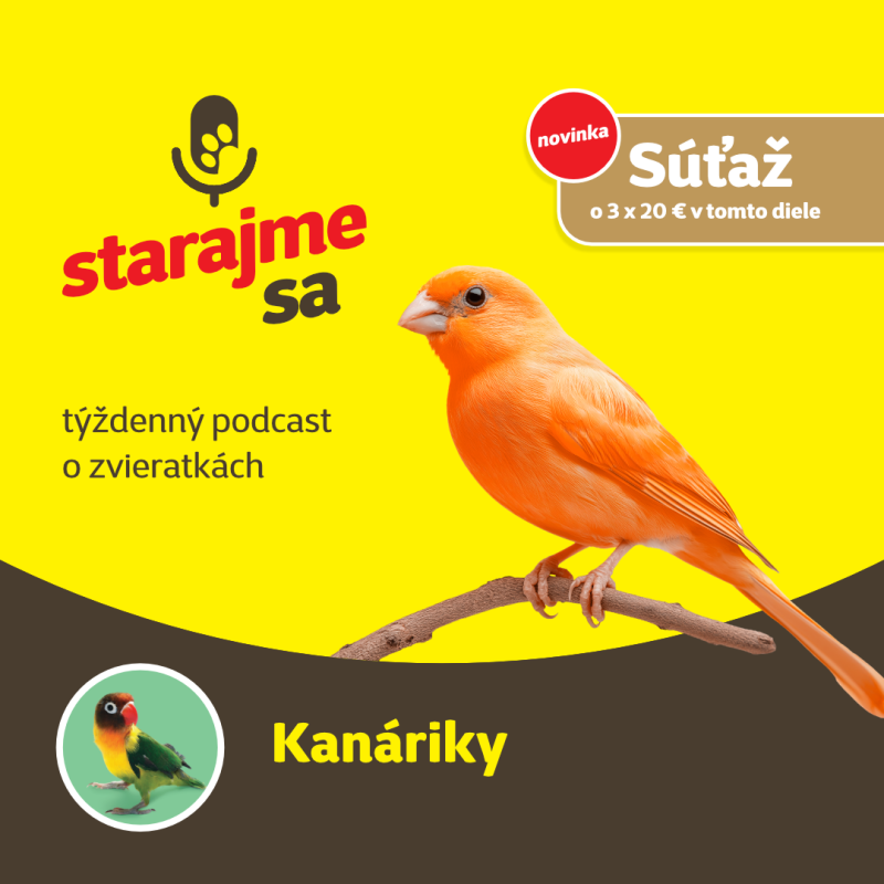 Obrázek epizody Vtáky: Kanáriky