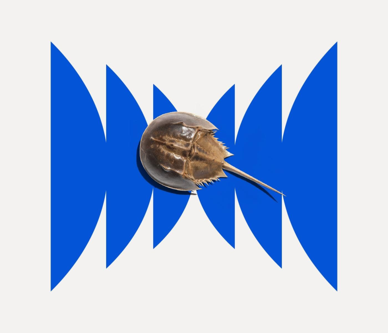 Obrázek epizody Baby Blue Blood Drive