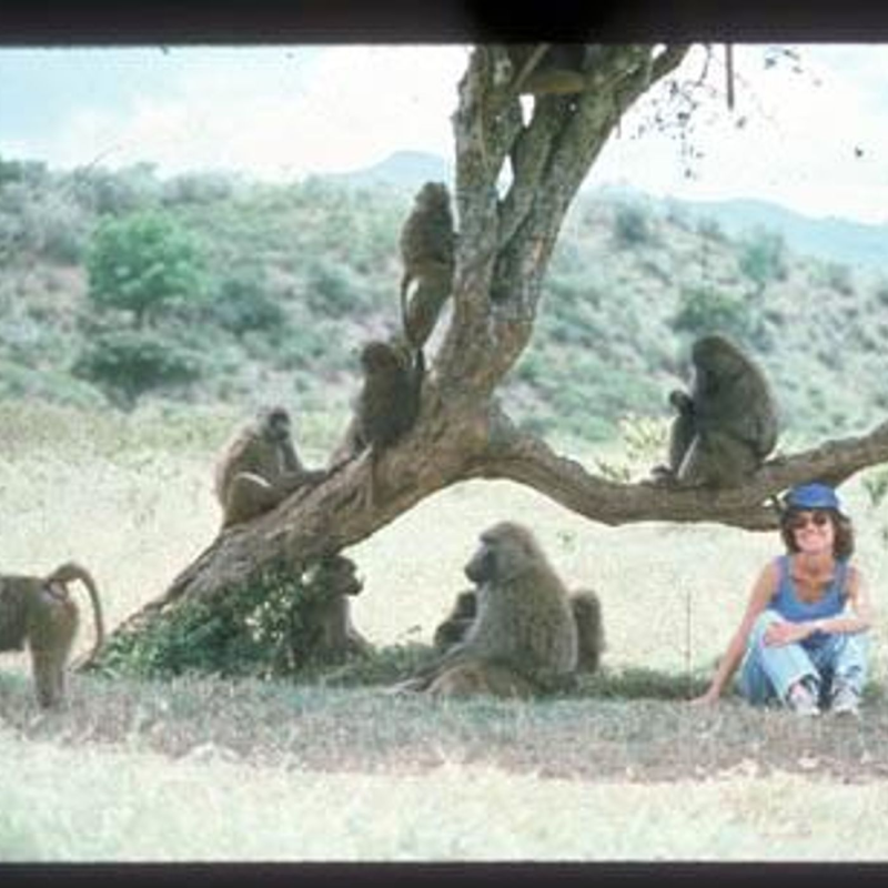 Obrázek epizody The Shy Baboon