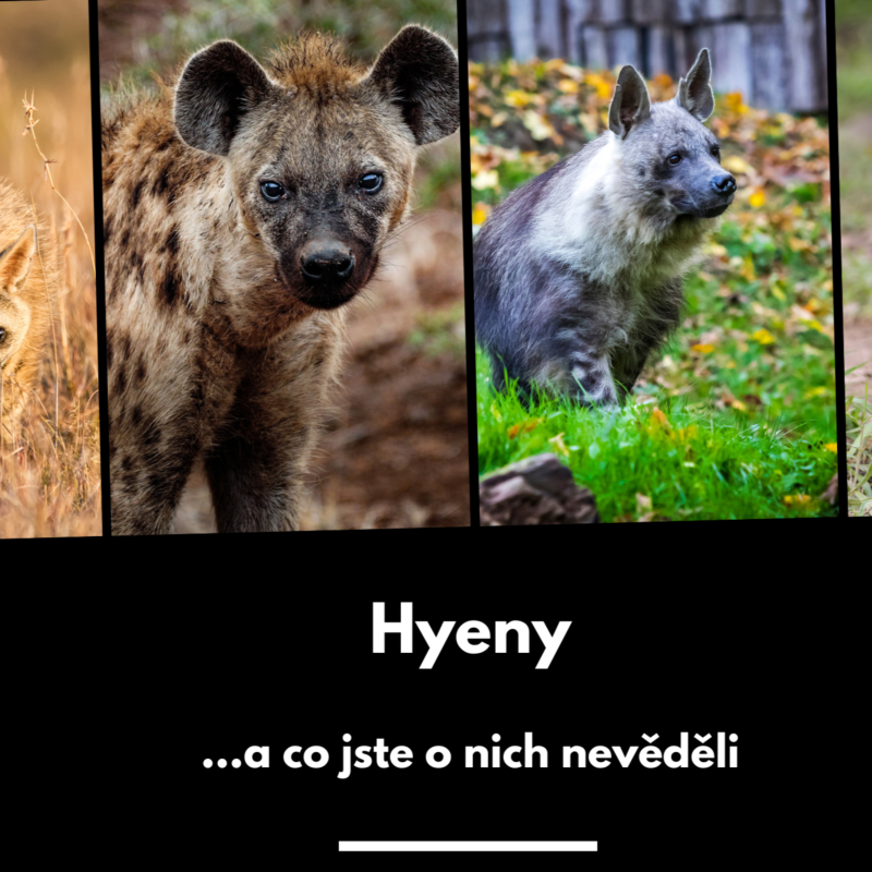 Obrázek epizody 23: Hyeny a co jste o nich nevěděli