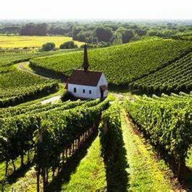 Obrázek epizody Milovaná Boží vinice (27. mezidobí A Ostrov)