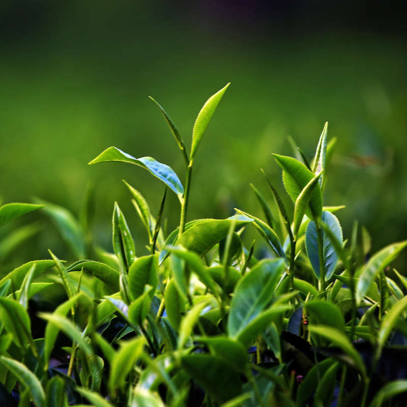 Obrázek epizody A Scottish tea mystery: green shoots – episode one