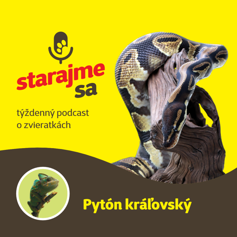 Obrázek epizody Teraristika: Pytón kráľovský