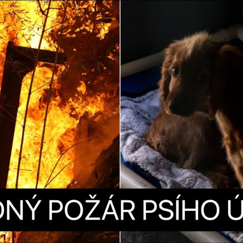 Obrázek epizody Svědkové Jehovovi bojují proti psům