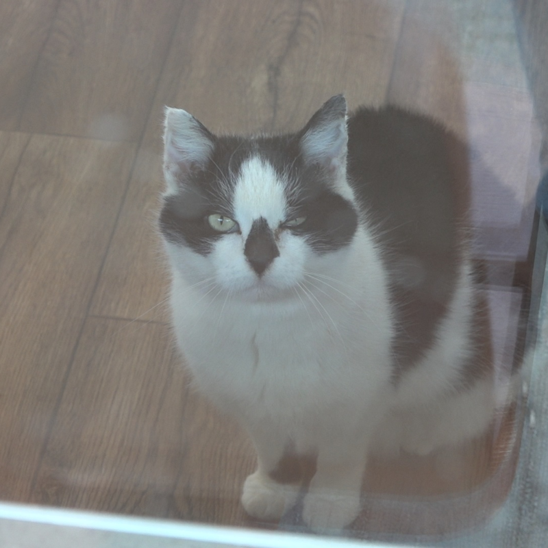 Obrázek epizody Vedení města Mostu pokračuje v tradici a před vánočními svátky přineslo přilepšení pro opuštěná zvířata do mosteckého útulku.