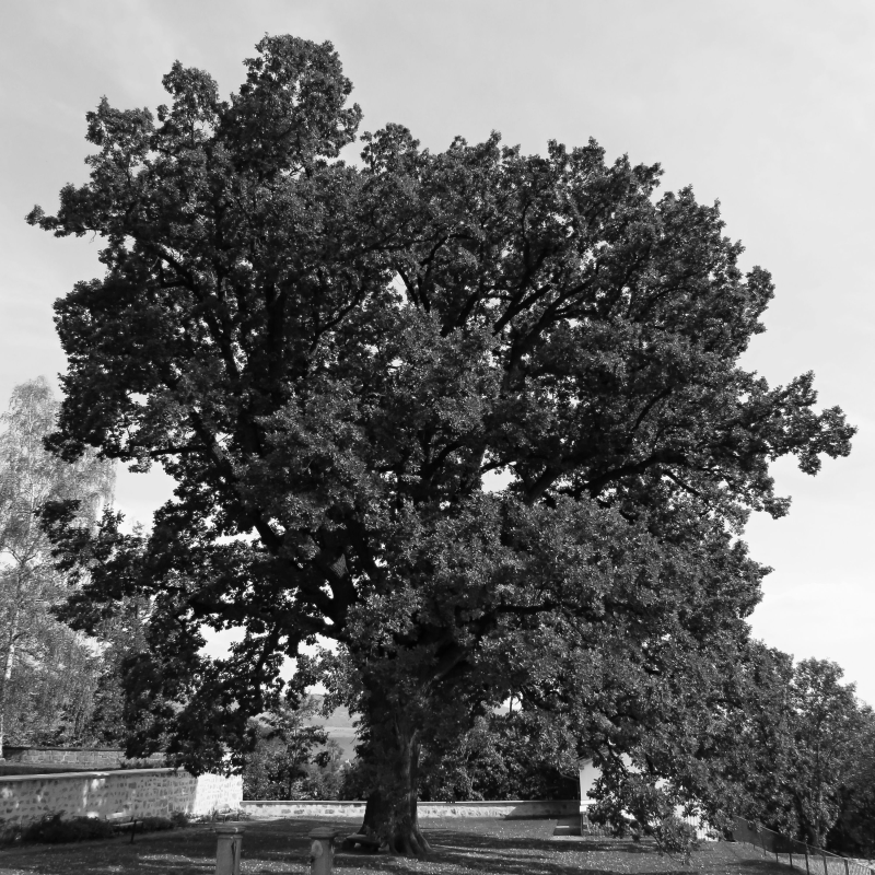 Obrázek epizody Josef Hrdlička: Zahrada