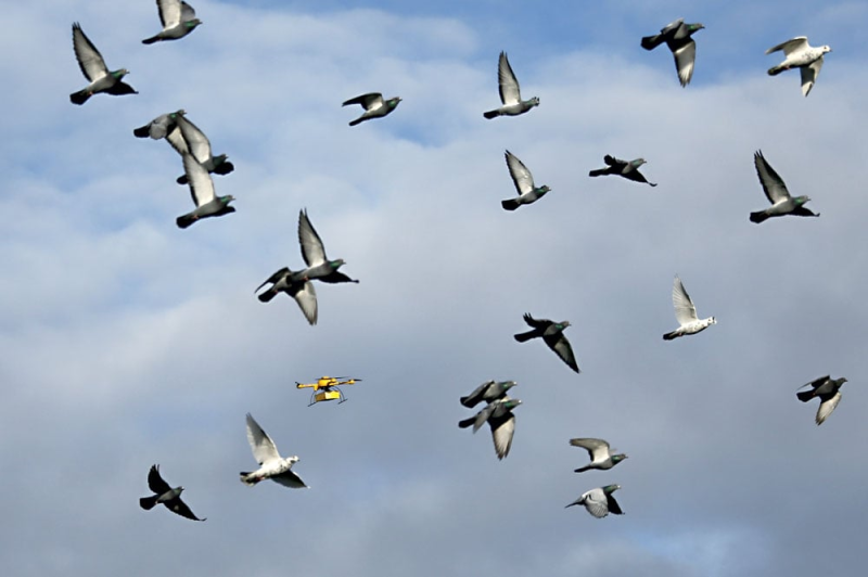 Obrázek epizody Napodobujeme hejna ptáků. Vyvíjíme drony, které rychle proletí lesem