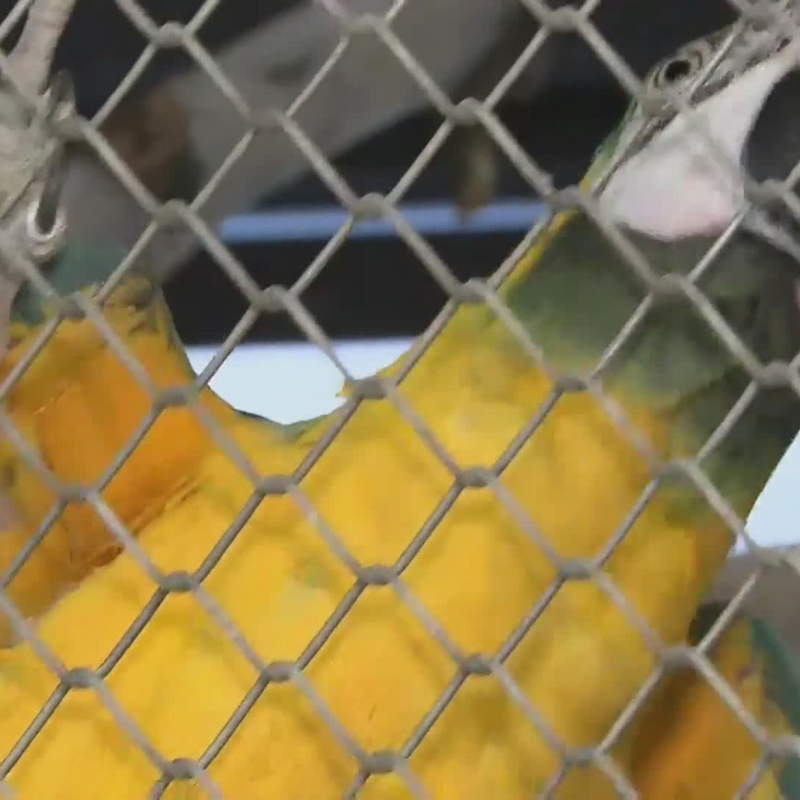 Obrázek epizody Papoušek našel lásku (zdroj: CNN Prima NEWS)