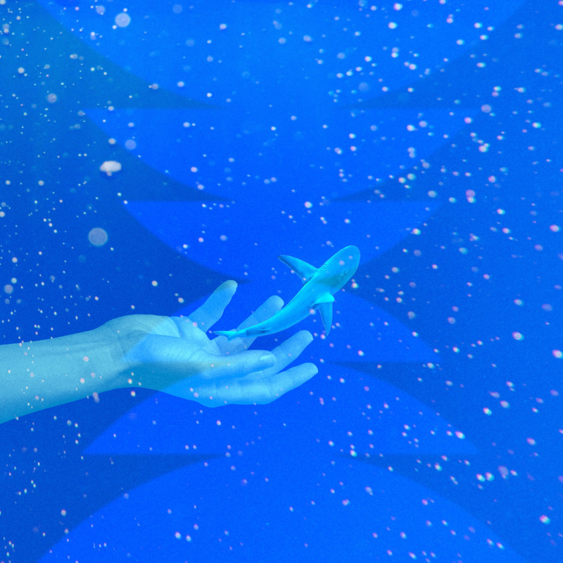 Obrázek epizody Baby Shark