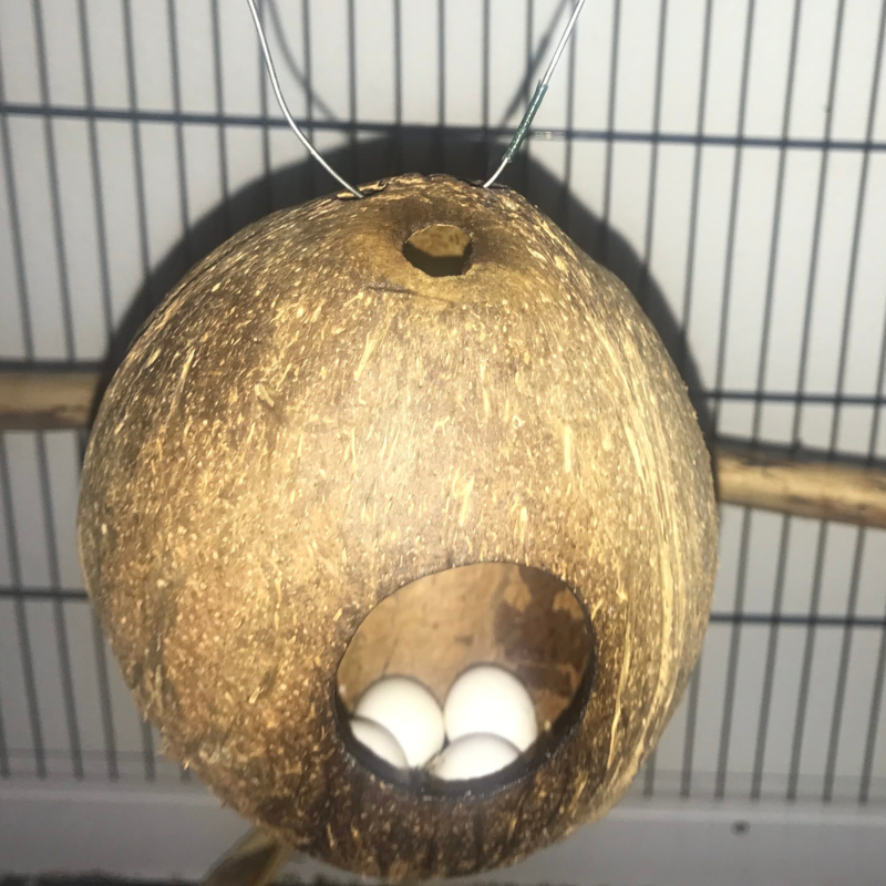 Obrázek epizody kyblík list